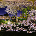 写真: 駿府城公園、桜 ライトアップ 360度パノラマ写真(1)