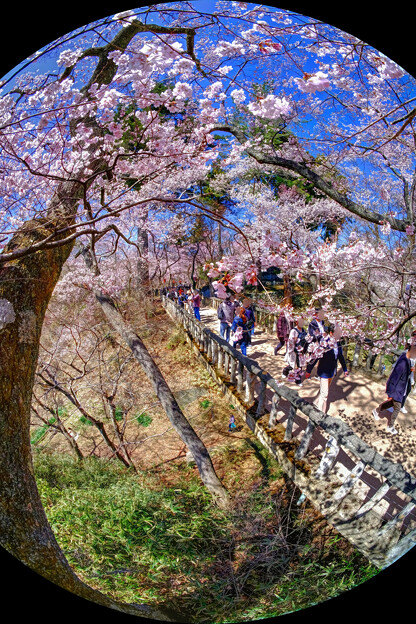 写真: 高遠城址公園 桜 白兎橋
