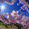 高遠城址公園  桜