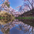 写真: 高遠城址公園 桜 堀の水鏡
