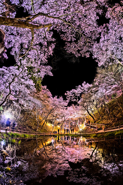 写真: 高遠城址公園 夜桜 堀の水鏡(1)