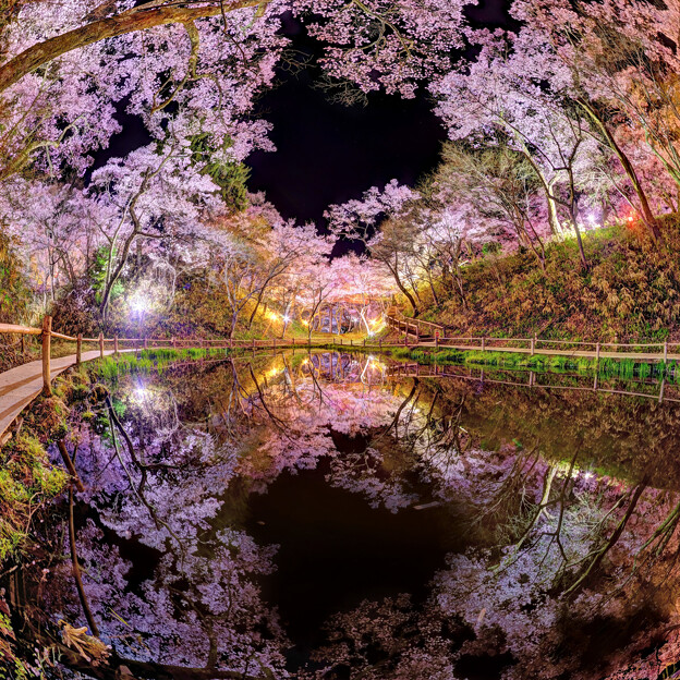 写真: 高遠城址公園 夜桜 堀の水鏡(2)