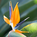 写真: 温室の花　極楽鳥花