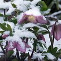 写真: 雪の庭
