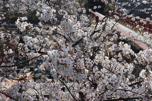 写真: 市ヶ谷の桜　IMG_62281