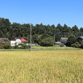 写真: 秋の田園風景　黄金の稲　IMG_82554