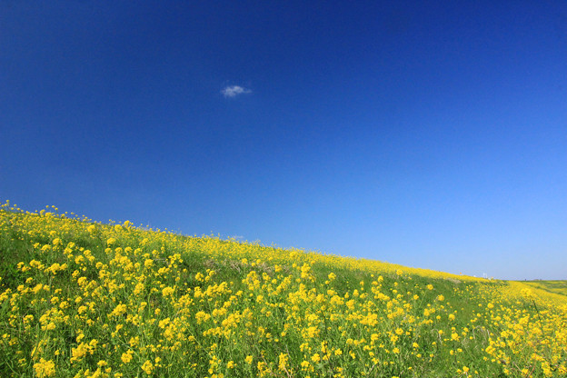 Photos: Saitama Hyper Yellow Spring