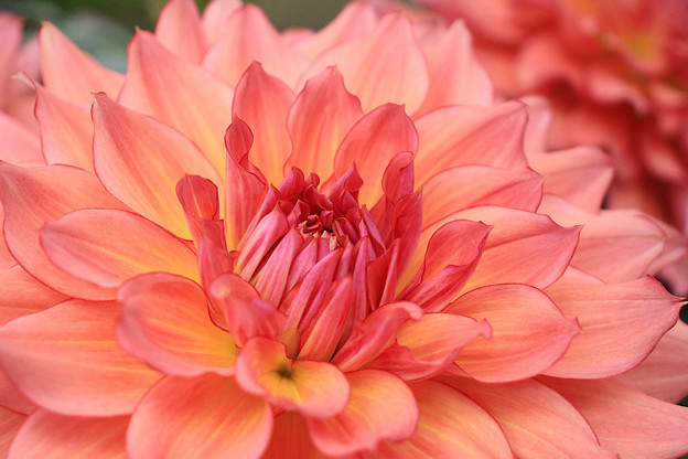 写真: 天竺の花