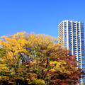 Ueno Autumn