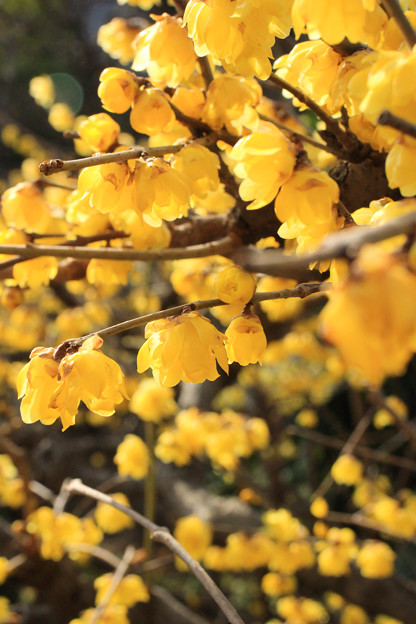 写真: Early Spring Yellow