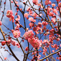 Photos: Early Spring Pink