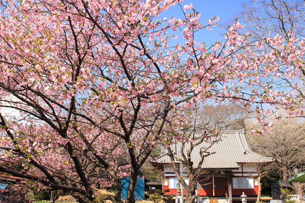 Photos: 春咲く境内