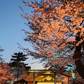 Photos: 夜桜詣