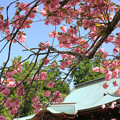 写真: 妙なる桜