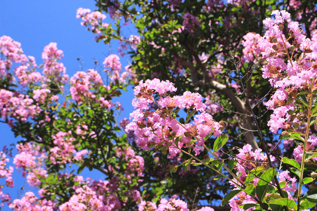 写真: 夏のピンクチリチリ