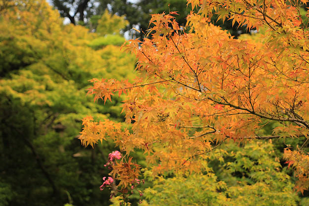 Photos: 秋と夏の狭間で