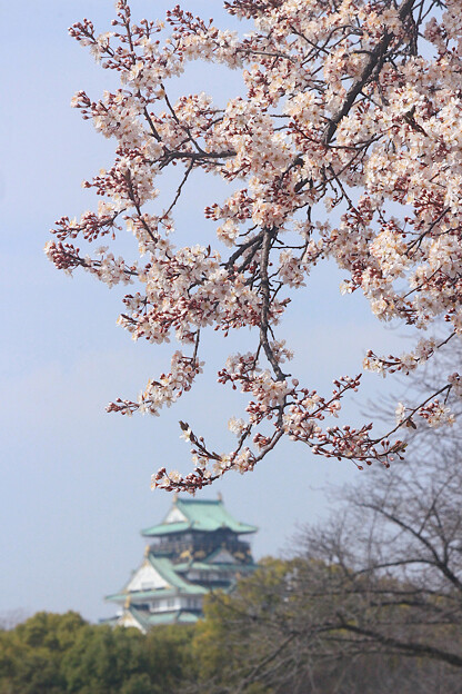 錦城の春