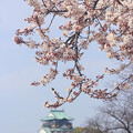 錦城の春