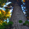 写真: 樹木