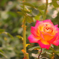 写真: 鮮やかなバラ
