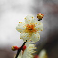 写真: 梅の花と蕾