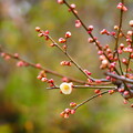 写真: 一輪の梅とたくさんの蕾