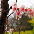 神代植物公園の桜２