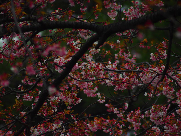 写真: 神代植物公園の桜