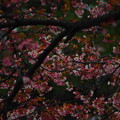 写真: 神代植物公園の桜