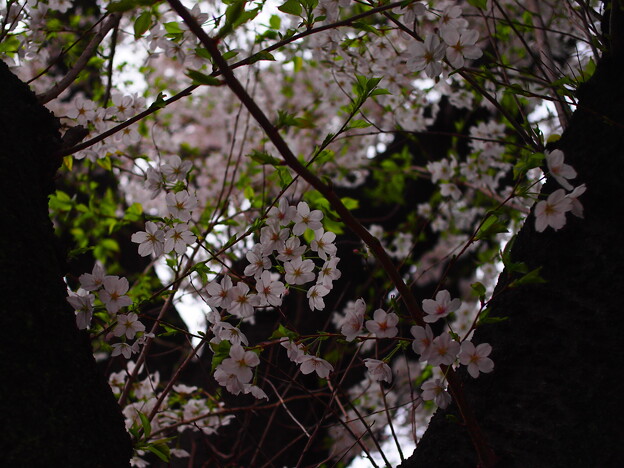 写真: 近所の公園の桜