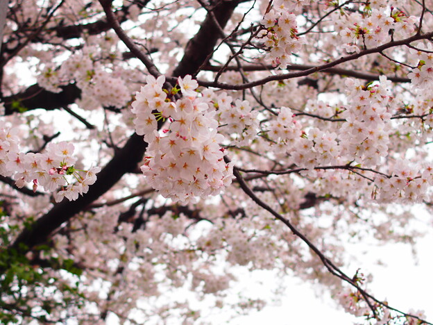 写真: 近所の桜1