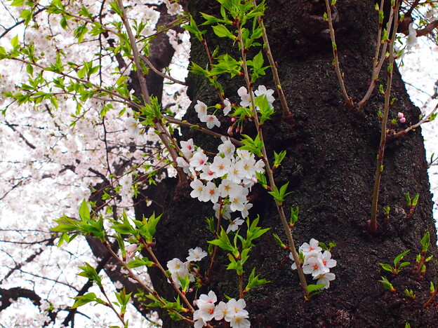 写真: 近所の桜2