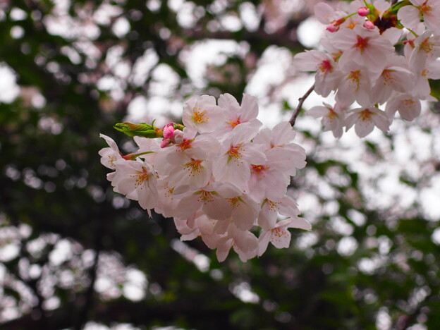 近所の桜3