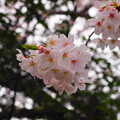 写真: 近所の桜3