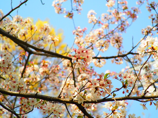 写真: さんぽの途中の桜２