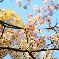 写真: さんぽの途中の桜２