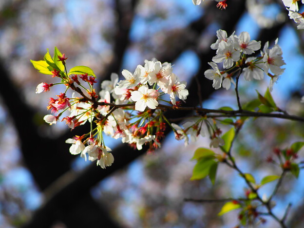 写真: さんぽの途中の桜１