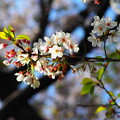 さんぽの途中の桜１