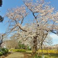 桜満開