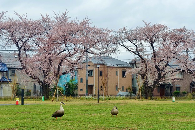 写真: 桜と鴨さん