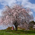 写真: 枝垂れ桜の下で