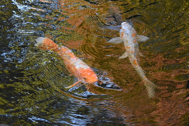 Photos: 黄金の鯉