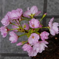 我が家の桜満開　2021年3月31日(水)