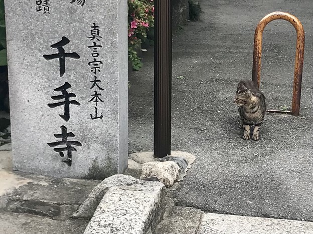 写真: 寺に猫