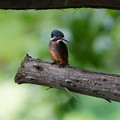 写真: 木にカワセミ幼鳥ちゃん