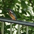 写真: 池の柵にカワセミ幼鳥ちゃん　大阪／恩智川