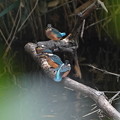写真: カワセミ幼鳥ちゃんたち