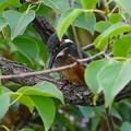 写真: 枝にカワセミ幼鳥ちゃん