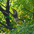 写真: 枝からオオタカ幼鳥ちゃん