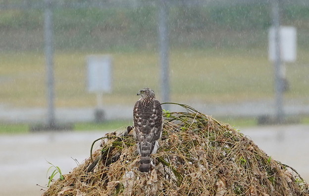 写真: 大雨の中オオタカ幼鳥ちゃん枯れ草の山に。